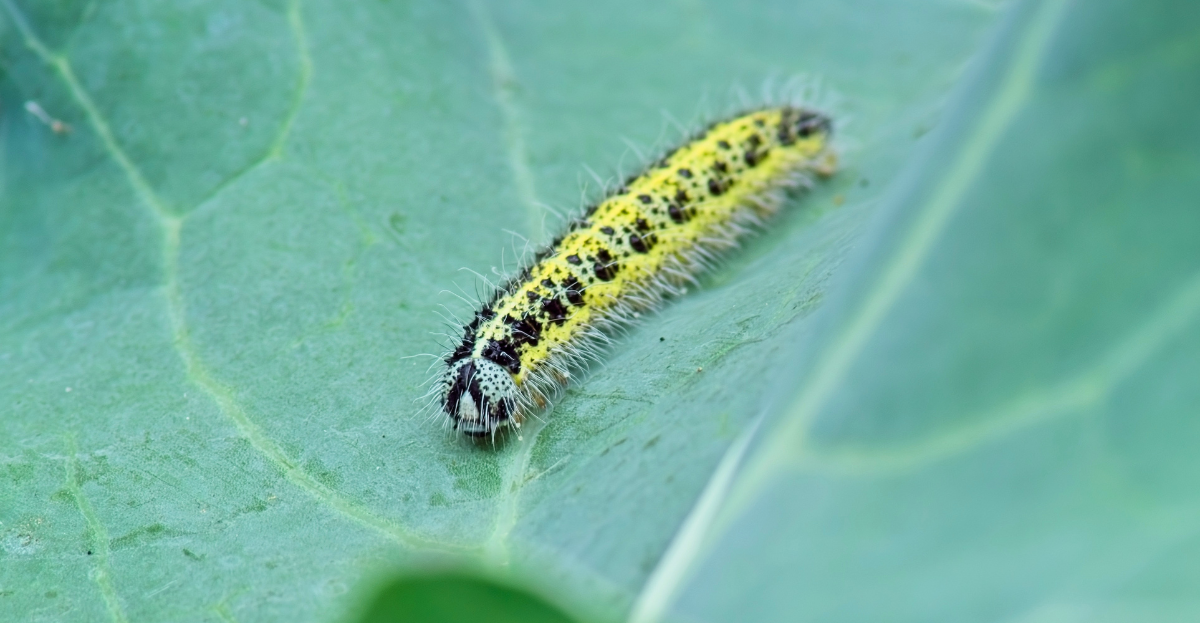 Cabbage Caterpillar